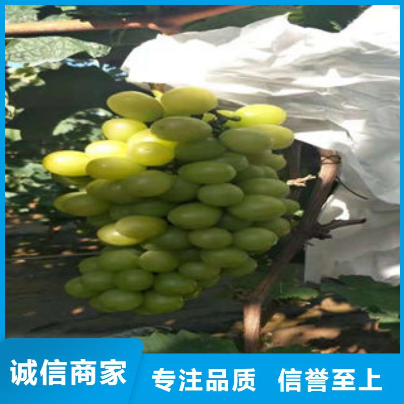 葡萄苗李子苗实地大厂