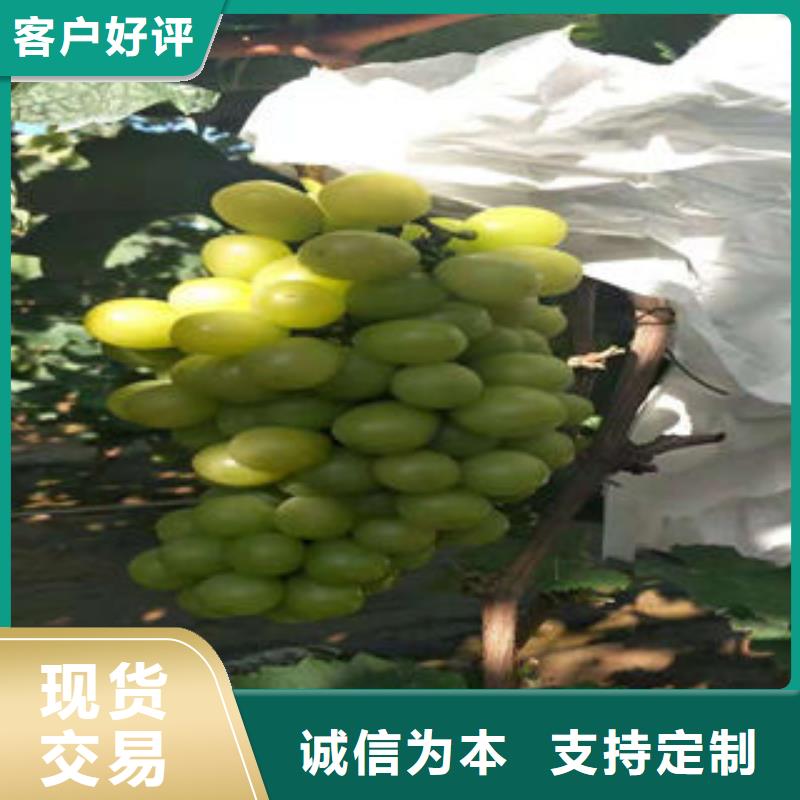 葡萄苗梨树苗品质好才是硬道理