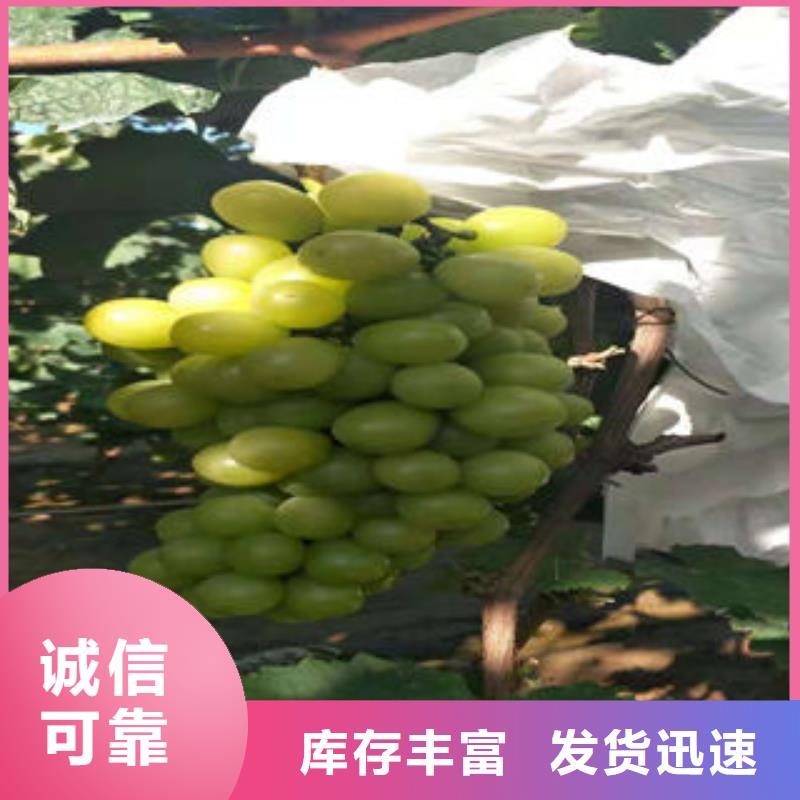 葡萄苗,苹果苗质量可靠