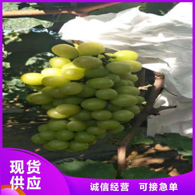 葡萄苗山楂苗现货直发