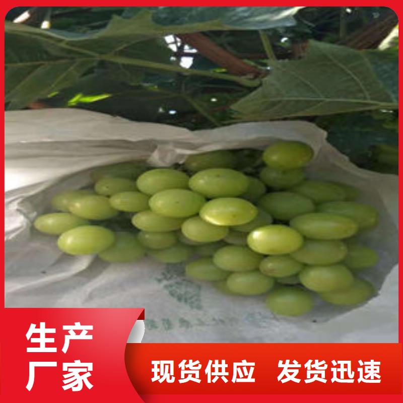 葡萄苗李子苗厂家直接面向客户