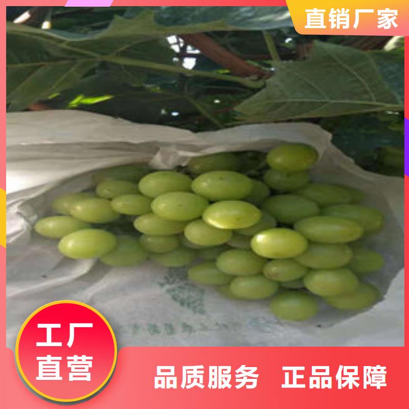 葡萄苗李子苗随心所欲定制