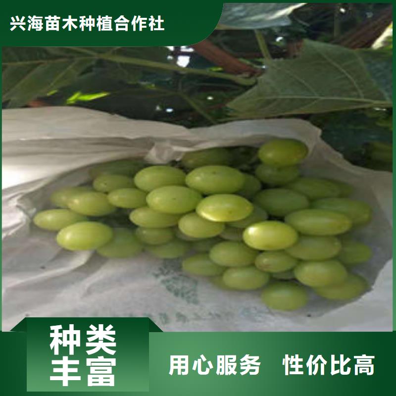葡萄苗,苹果苗质量可靠