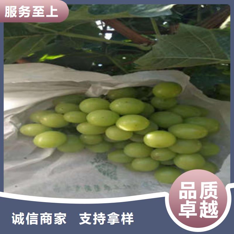 葡萄苗梨树苗品质好才是硬道理