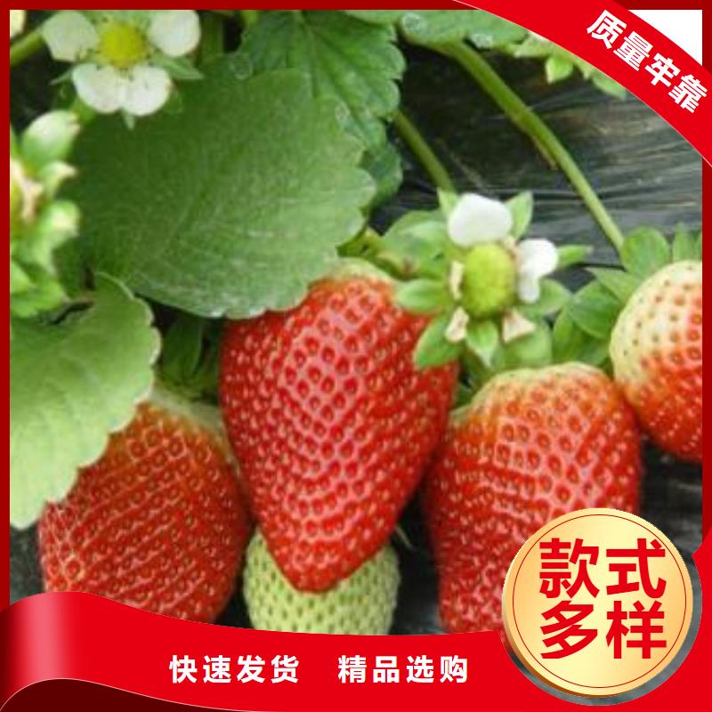 草莓苗蓝莓苗精选货源