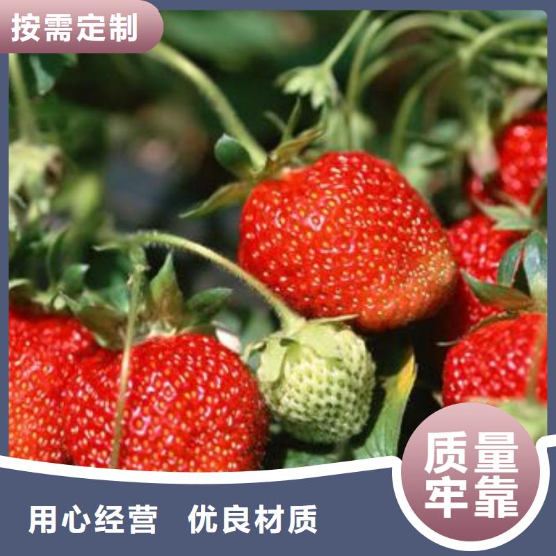 草莓苗【山楂苗】选择我们选择放心