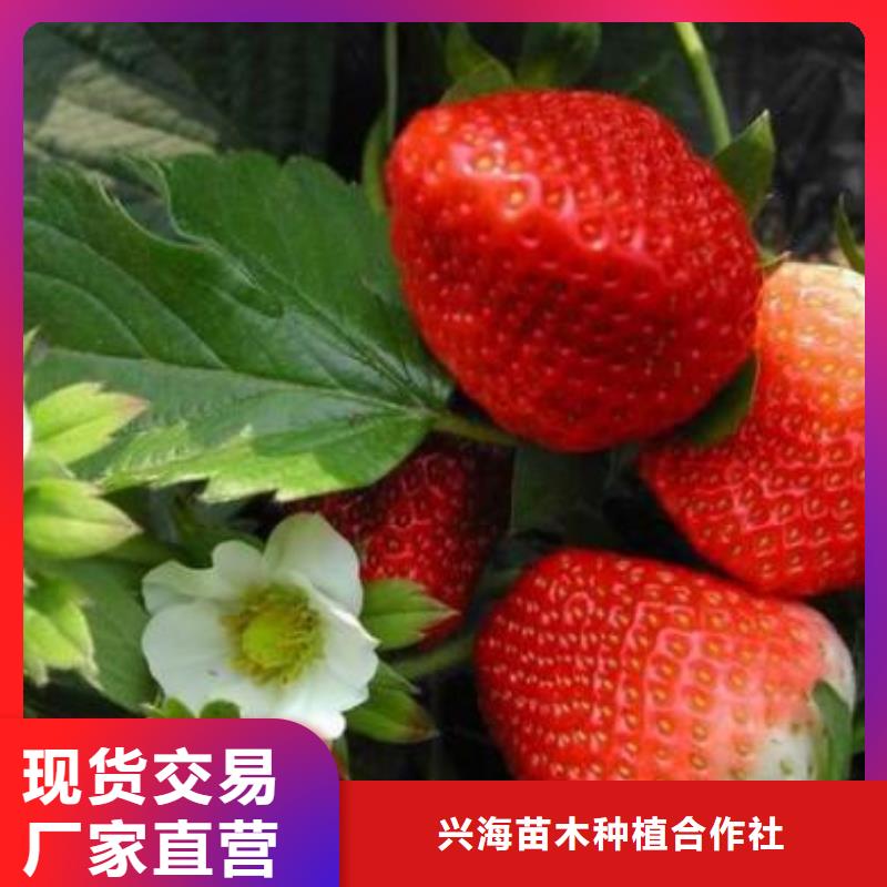 【草莓苗核桃苗工厂直销】