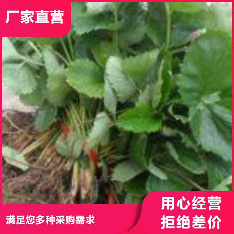 草莓苗【山楂苗】选择我们选择放心