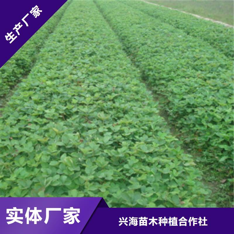 【草莓苗-板栗苗实力才是硬道理】