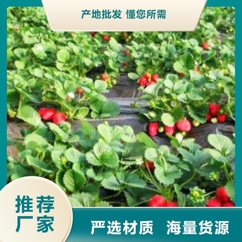 草莓苗【山楂苗】选择我们选择放心