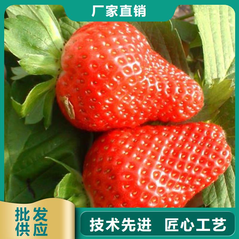 草莓苗蓝莓苗精选货源