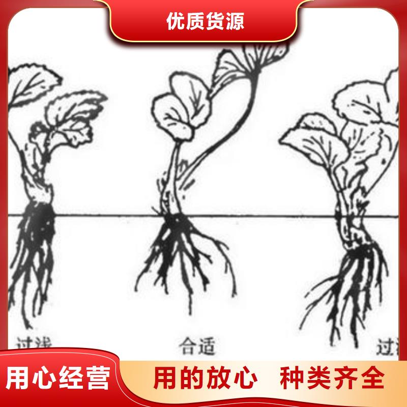 【草莓苗-板栗苗实力才是硬道理】