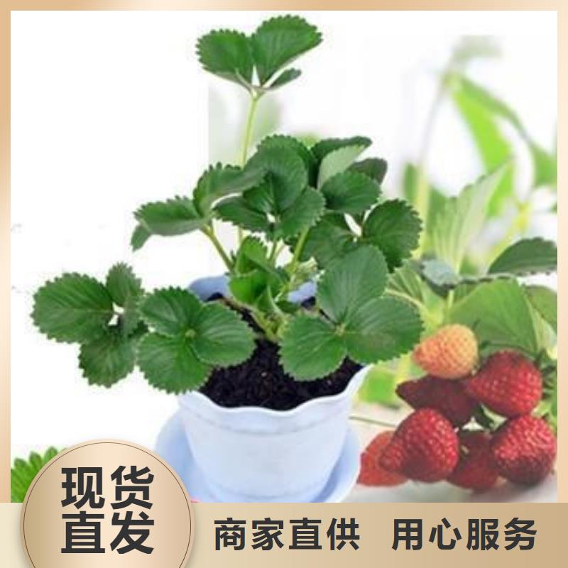 草莓苗蓝莓苗精选货源