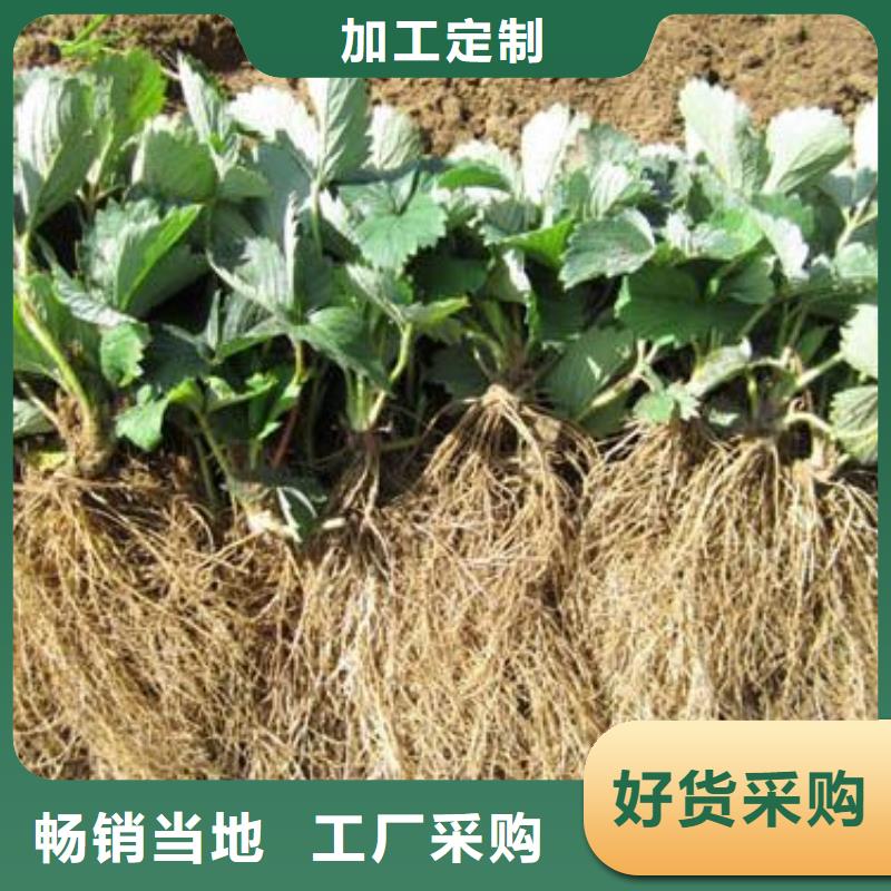 草莓苗蓝莓苗精选货源