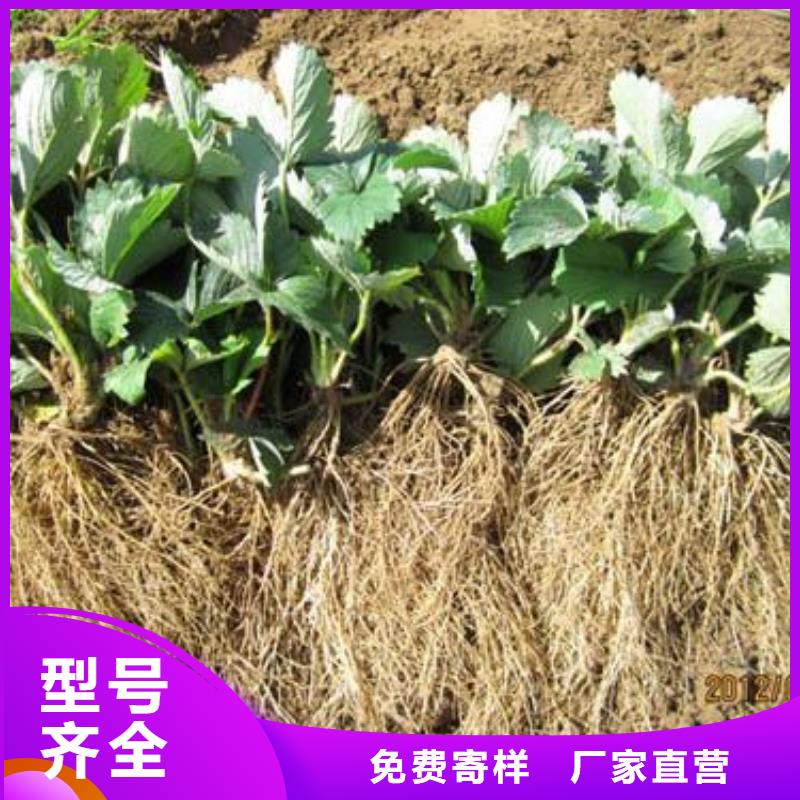 草莓苗【山楂苗】选择我们选择放心
