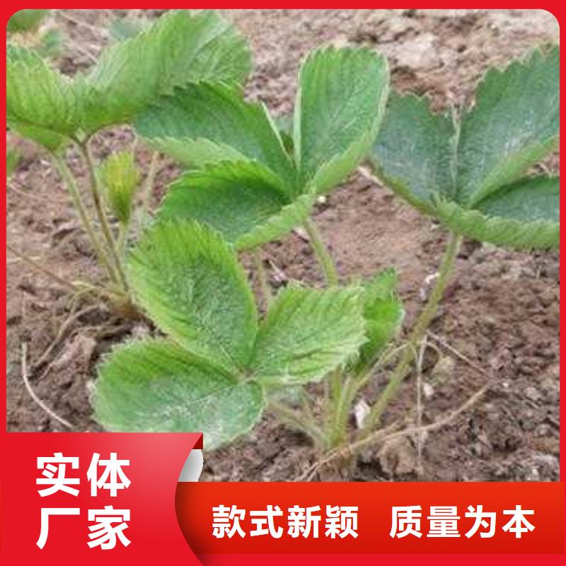 草莓苗蓝莓苗精选货源