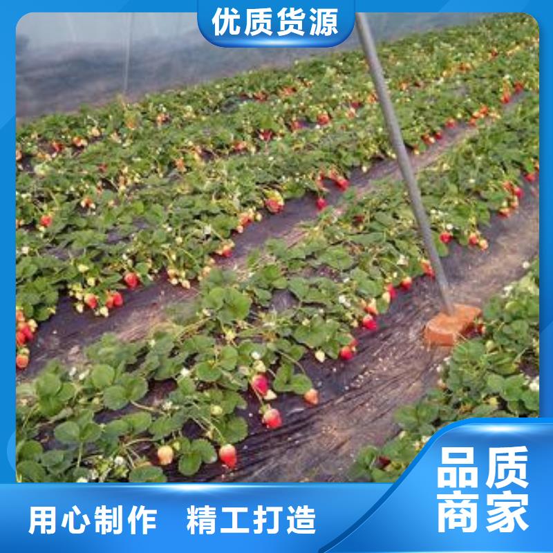 草莓苗-【梨树苗】自有厂家