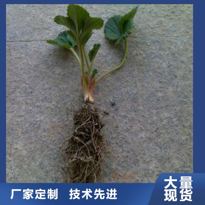 草莓苗蓝莓苗精选货源