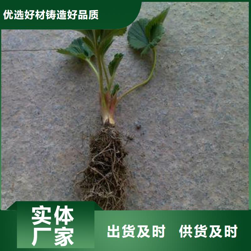 【草莓苗梨树苗海量货源】