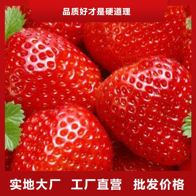 草莓苗【山楂苗】选择我们选择放心