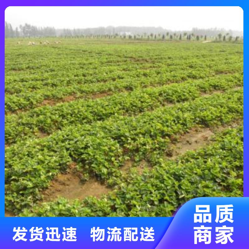 【草莓苗-板栗苗实力才是硬道理】