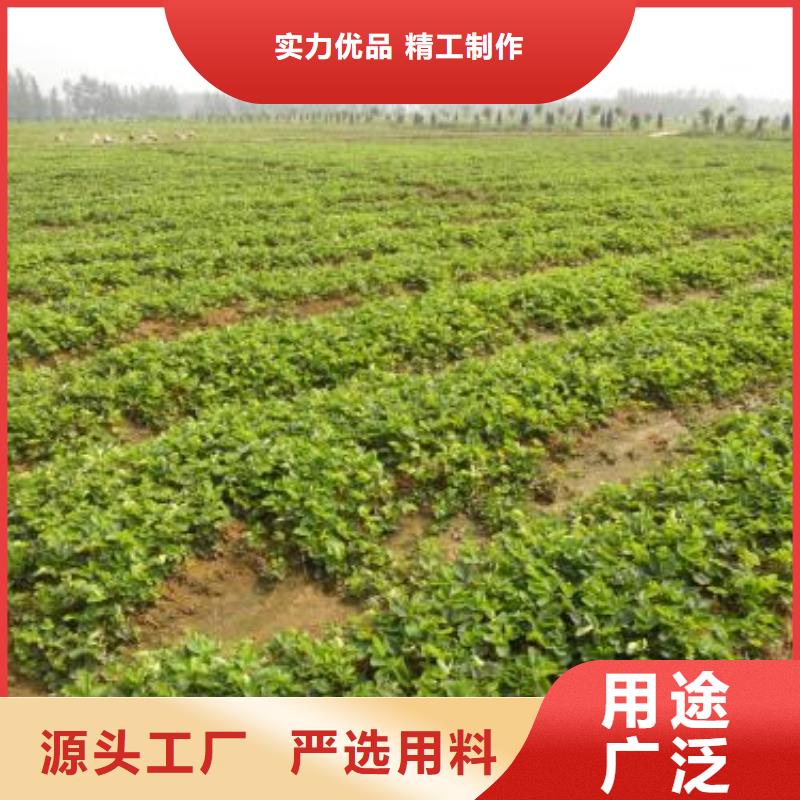 草莓苗【山楂苗】选择我们选择放心