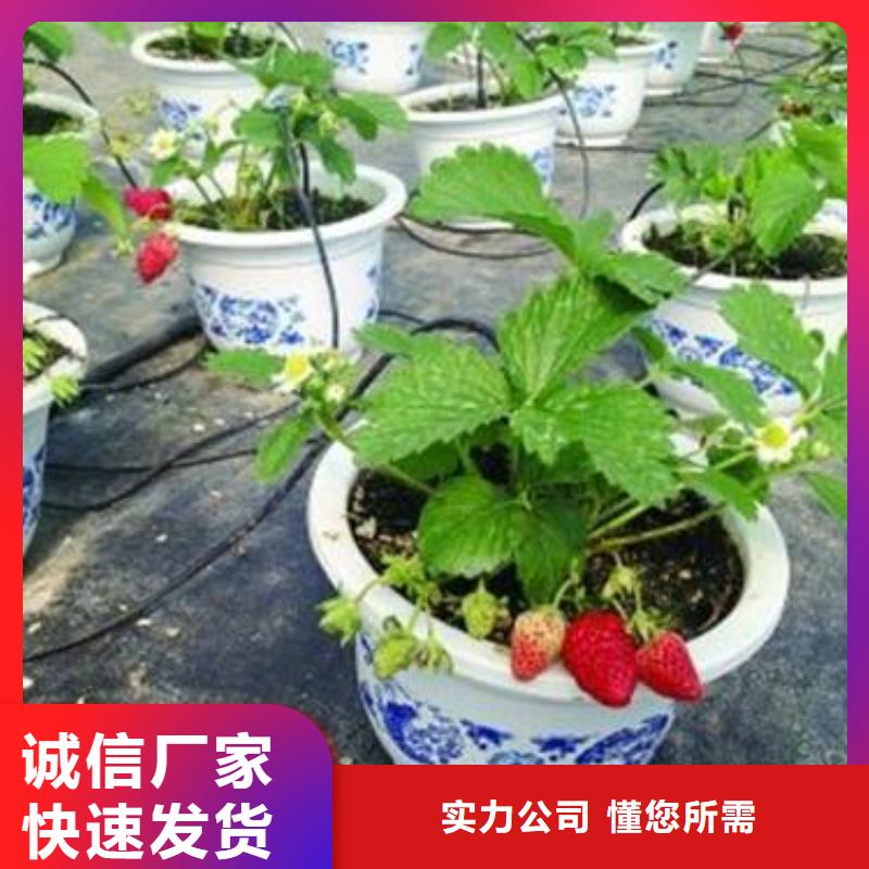 草莓苗【山楂苗】选择我们选择放心