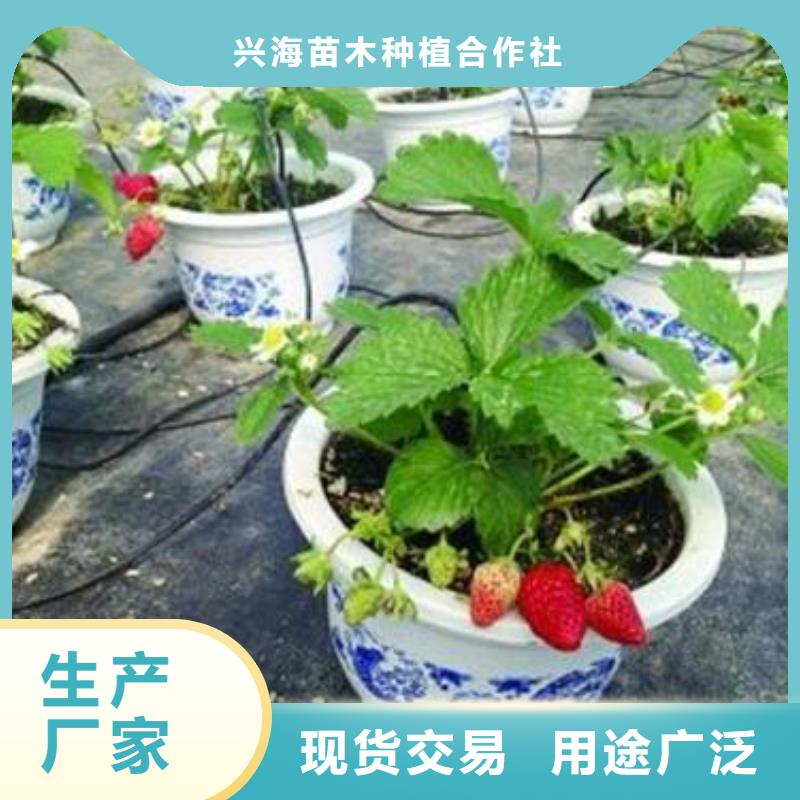 【草莓苗梨树苗海量货源】