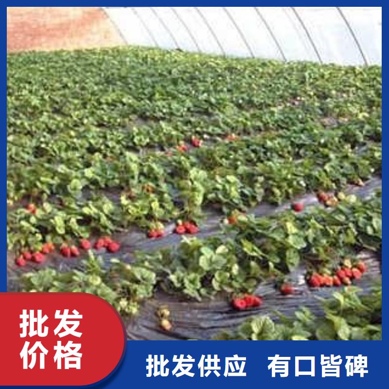 草莓苗【山楂苗】选择我们选择放心