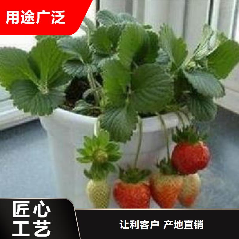 草莓苗【山楂苗】选择我们选择放心
