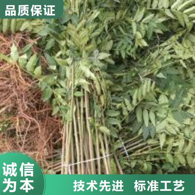 【香椿苗】桃树苗源头厂家供应