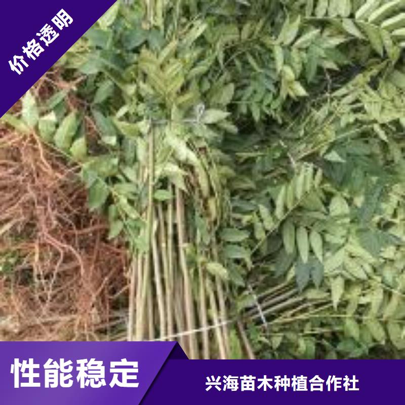 香椿苗蓝莓苗质量优价格低