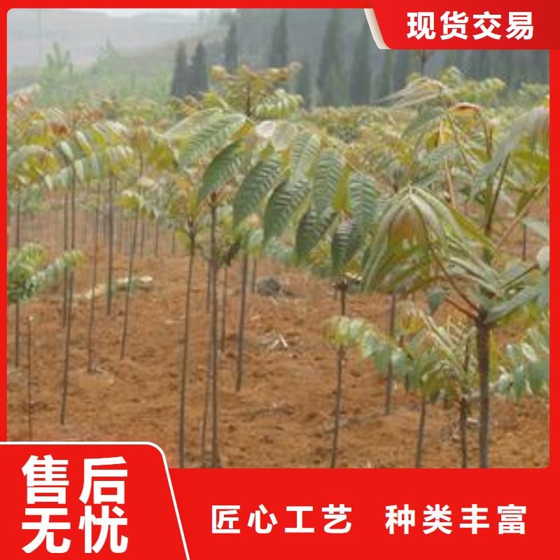 香椿苗_板栗苗质量上乘