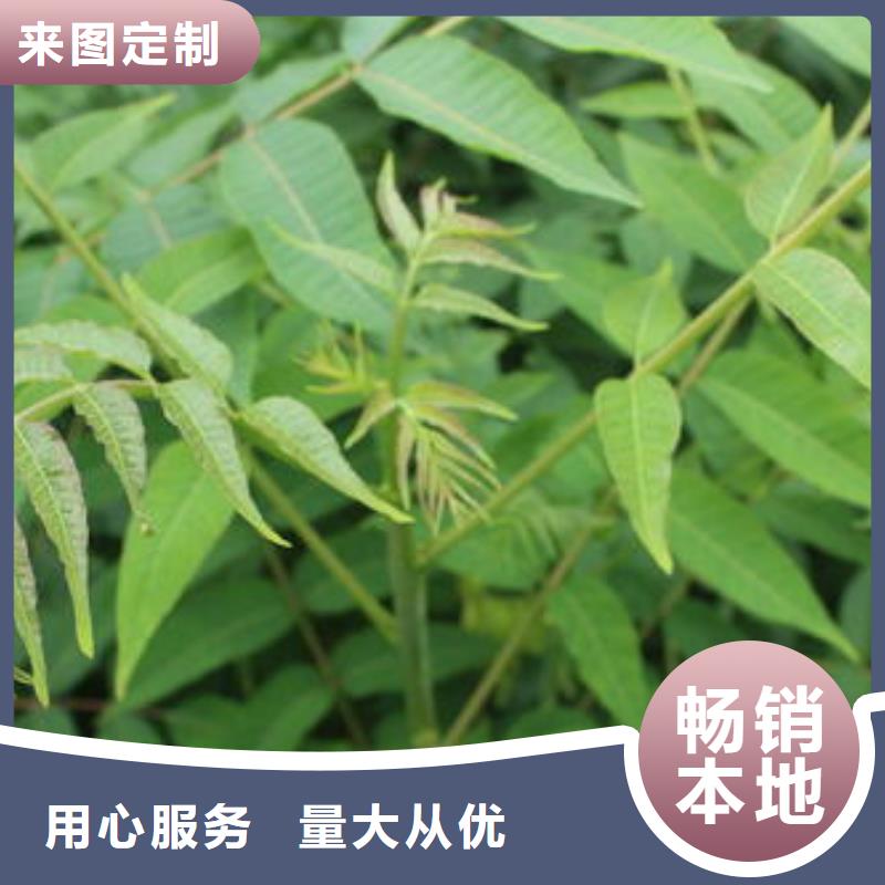 香椿苗蓝莓苗质量优价格低