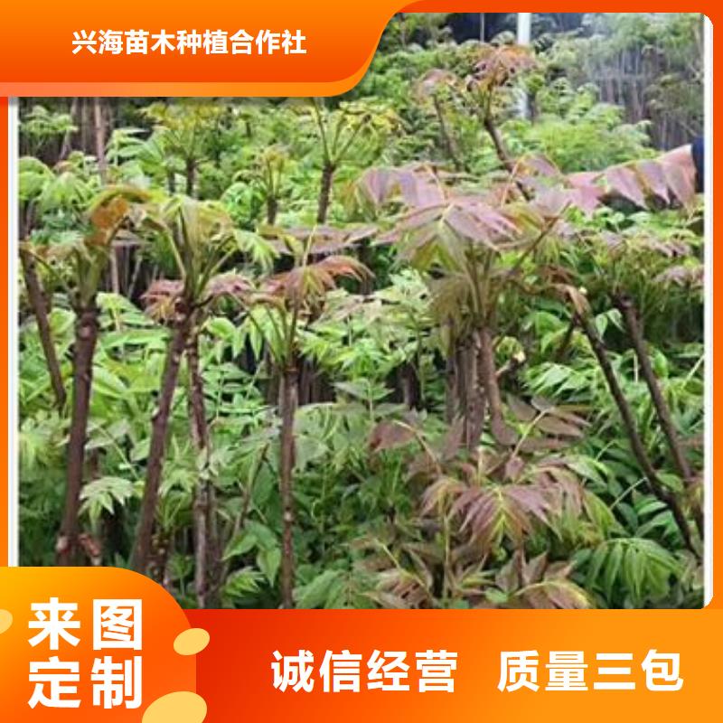 【香椿苗】桃树苗源头厂家供应