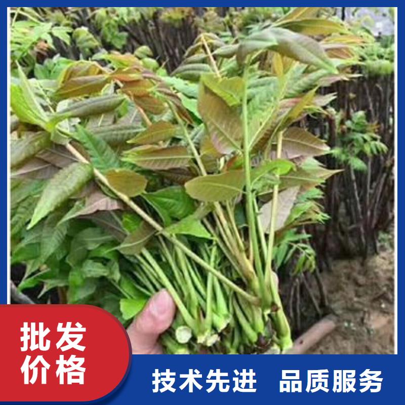 【香椿苗】桃树苗源头厂家供应