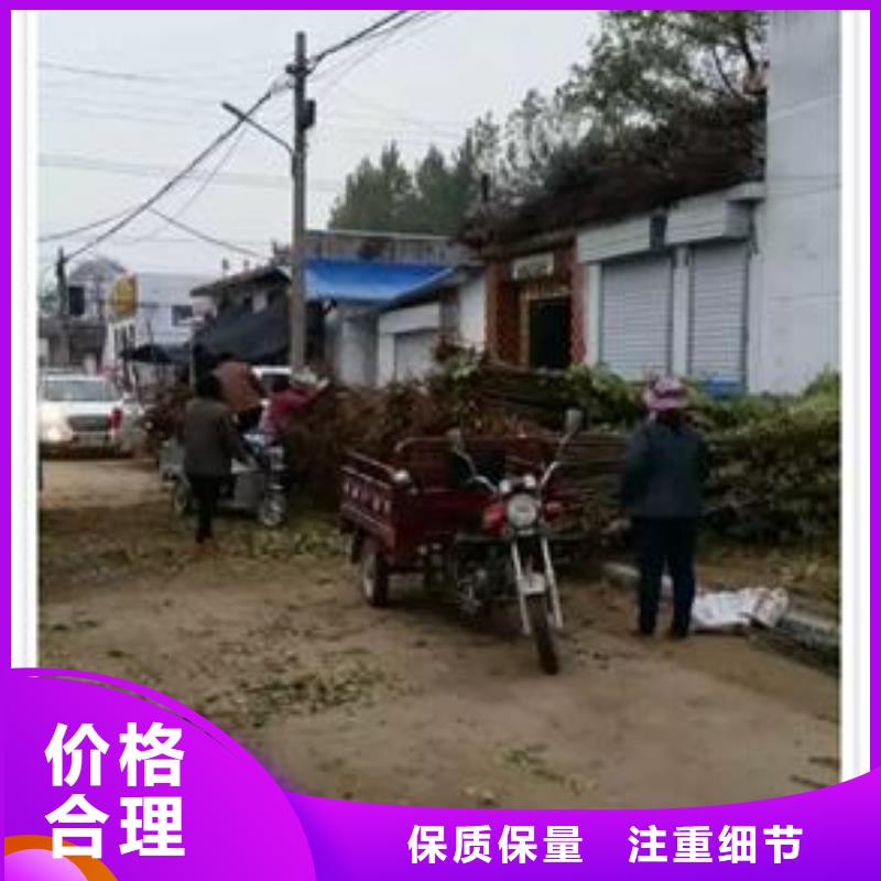 香椿苗_板栗苗质量上乘