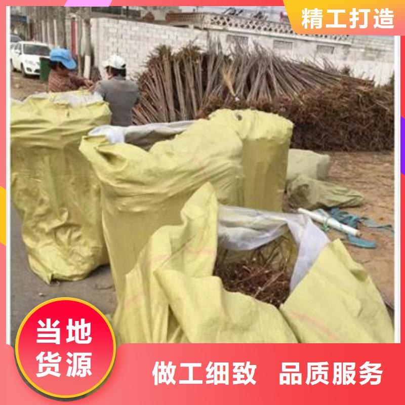 香椿苗蓝莓苗质量优价格低