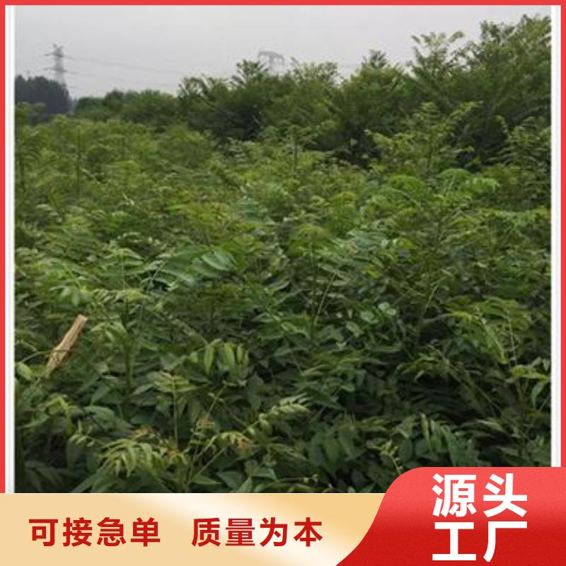 香椿苗蓝莓苗质量优价格低