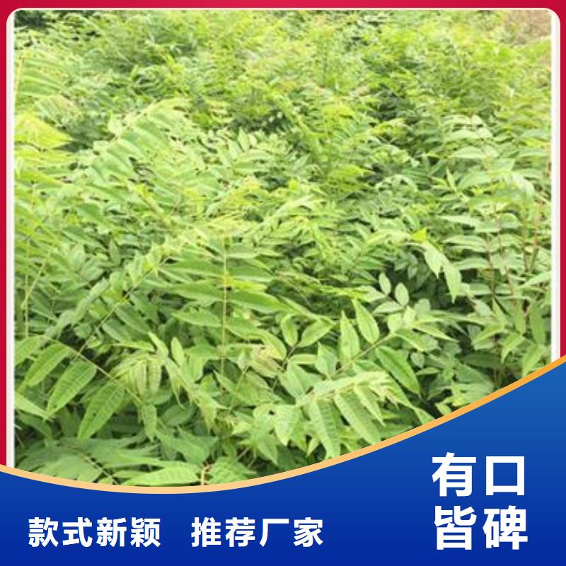 香椿苗蓝莓苗质量优价格低