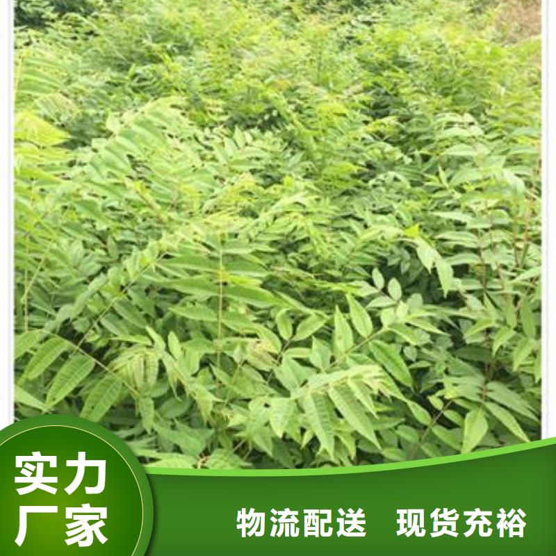 香椿苗蓝莓苗质量优价格低