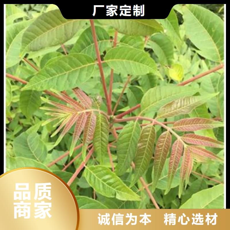 香椿苗蓝莓苗质量优价格低
