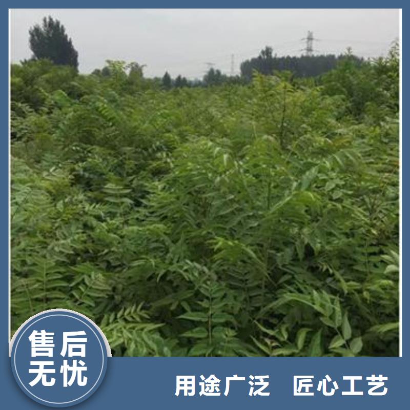 香椿苗_板栗苗质量上乘