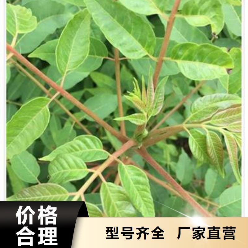 香椿苗_板栗苗质量上乘