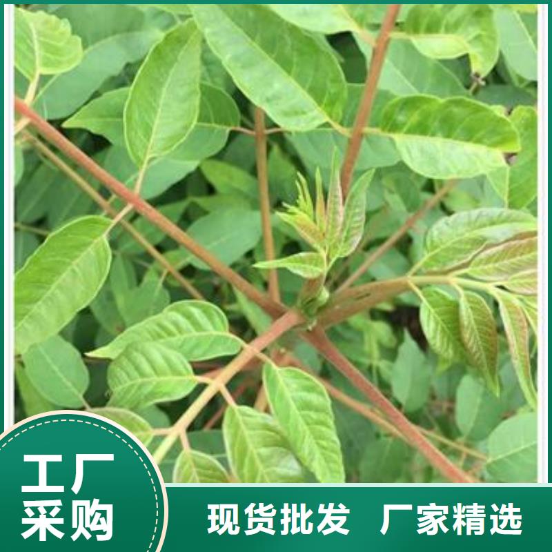 香椿苗蓝莓苗质量优价格低
