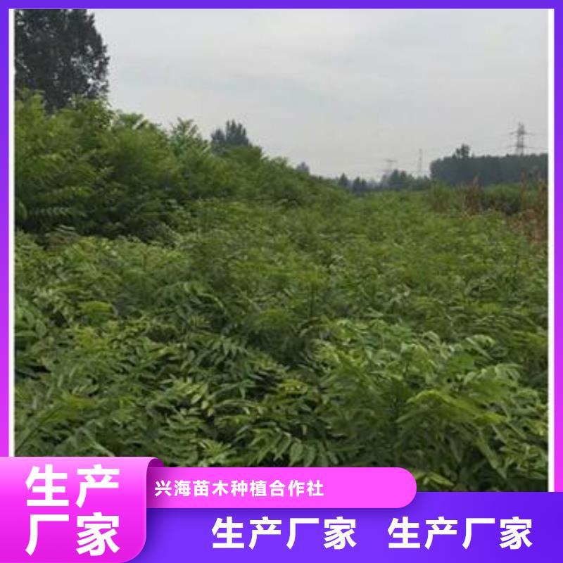 【香椿苗】桃树苗源头厂家供应
