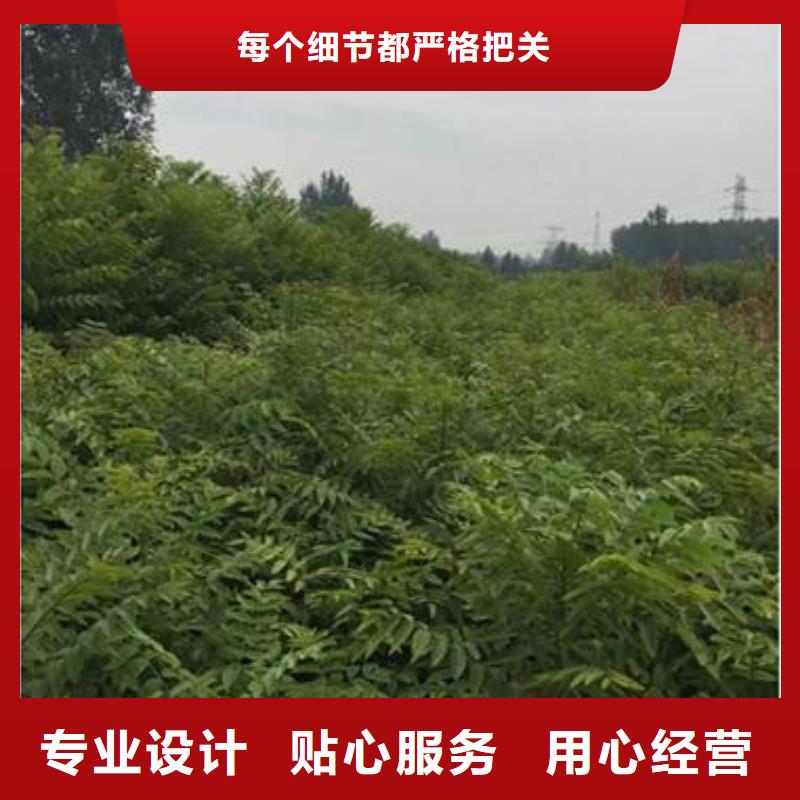 香椿苗_板栗苗质量上乘