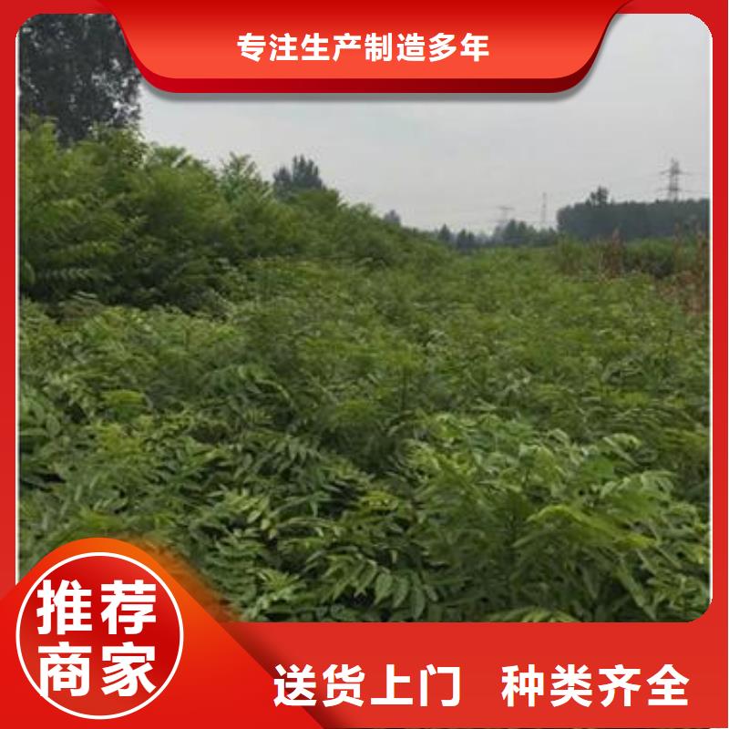 香椿苗蓝莓苗质量优价格低