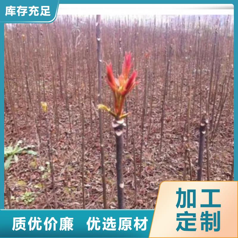 香椿苗蓝莓苗质量优价格低