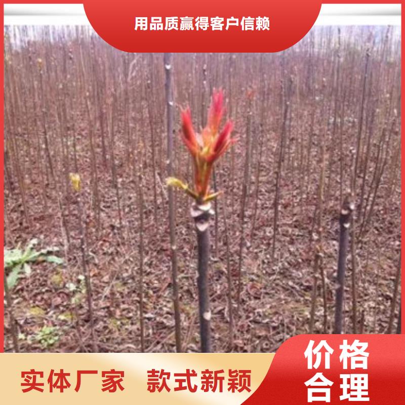 香椿苗_板栗苗质量上乘
